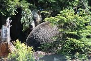 31 - Grouse Mountain - IMG_1542